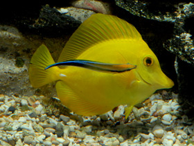 Фото Желтая зебрасома