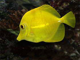 Фото Желтая зебрасома