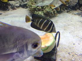 Смотреть фото Чернополосая парусная зебрасома Фото Чернополосая парусная зебрасома