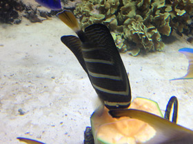 Смотреть фото Чернополосая парусная зебрасома Фото Чернополосая парусная зебрасома