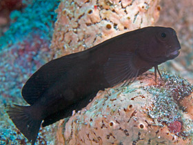 Смотреть фото Бурая собачка Фото Бурая собачка