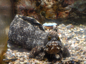 Смотреть фото Японская мохнатоголовая собачка Фото Японская мохнатоголовая собачка