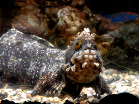 Японская мохнатоголовая собачка Японская мохнатоголовая собачка