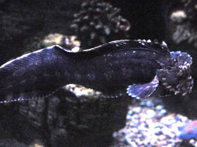 Смотреть фото Японская мохнатоголовая собачка Фото Японская мохнатоголовая собачка