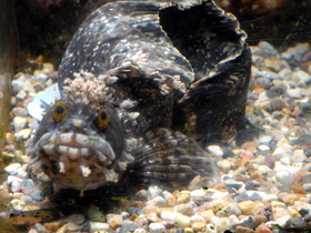 Смотреть фото Японская мохнатоголовая собачка Фото Японская мохнатоголовая собачка