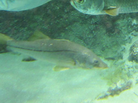 Смотреть фото Снук, обыкновенный робало Фото Снук, обыкновенный робало