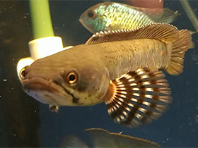 Змееголовые Змееголовые