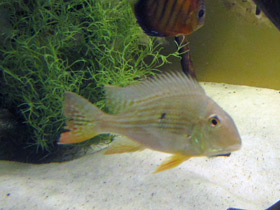 Фото Акарихт Геккеля