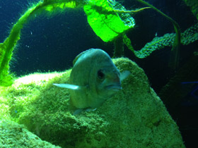 Смотреть фото Ханус Фото Ханус