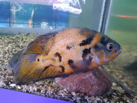 Смотреть фото Глазчатый астронотус Фото Глазчатый астронотус