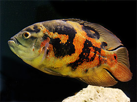 Смотреть фото Глазчатый астронотус Фото Глазчатый астронотус