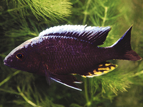 Фото Aulonocara kandeense