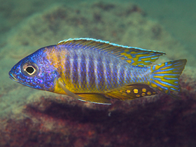 Фото Аулонокара Корнелии