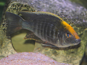 Фото Аулонокара Майланда