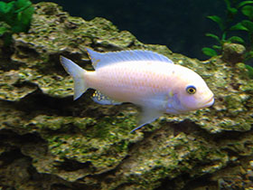 Фото Розовая aулонокара