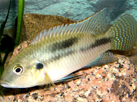 Фото Бенитохромис конджунктус