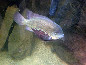 Фото Цихлида Пантано