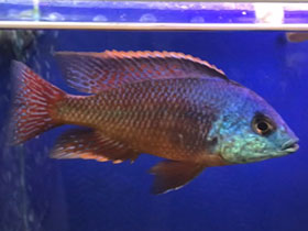 Смотреть фото Хаплохромис боадзулу Фото Хаплохромис боадзулу
