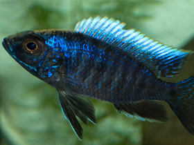 Фото Копадихромис тревавас