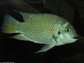 Фото Coptodon camerunensis