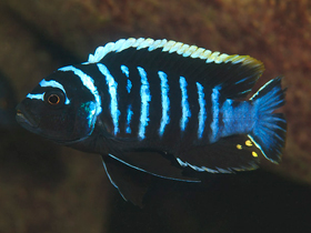 Фото Cynotilapia zebroides