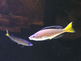 Смотреть фото Циприхромис лептосома Фото Циприхромис лептосома