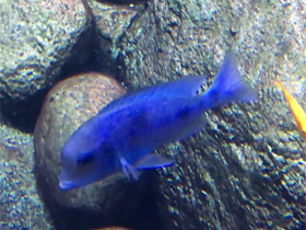 Смотреть фото Голубой дельфин Фото Голубой дельфин