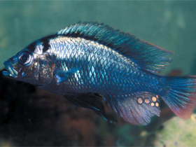 Фото Haplochromis commutabilis