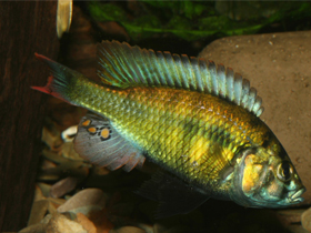 Фото Haplochromis erythromaculatus