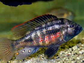 Смотреть фото Haplochromis flaviijosephi Фото Haplochromis flaviijosephi