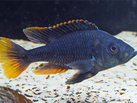 Фото Муаровая астатотиляпия