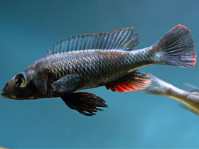 Фото Хаплохромис теретерион