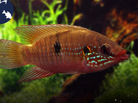 Смотреть фото Бежево-плавничный хромис-красавец Фото Бежево-плавничный хромис-красавец