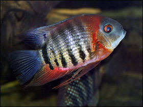 Смотреть фото Восьмиполосый северум Фото Восьмиполосый северум