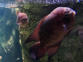 Смотреть фото Винная цихлазома Фото Винная цихлазома