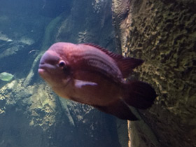 Смотреть фото Винная цихлазома Фото Винная цихлазома