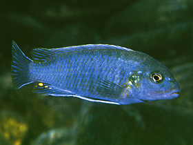 Фото Иодотрофеус cтюарта