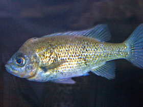 Фото Katria katria