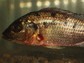 Фото Дикуме