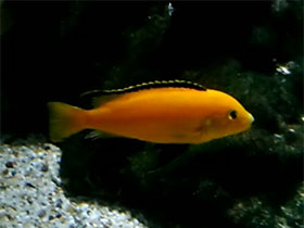 Фото Цихлида-колибри