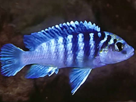 Смотреть фото Лабидохром Чисумула Фото Лабидохром Чисумула