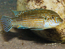 Фото Желтогорлый лабидохром