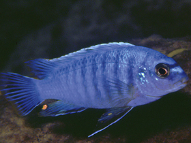 Смотреть фото Большой лабидохромис Фото Большой лабидохромис