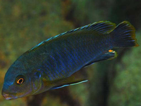 Смотреть фото Разнозубый лабидохромис Фото Разнозубый лабидохромис