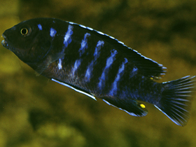 Смотреть фото Голубой лабидохромис Фото Голубой лабидохромис
