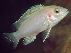 Смотреть фото Лабидохром Мумбо Фото Лабидохром Мумбо