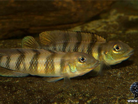 Фото Лампрологус тигрипиктилис