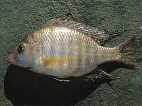 Фото Колючий летринопс