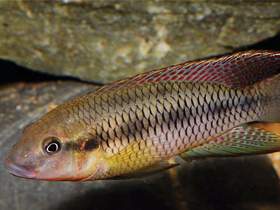 Фото Limbochromis robertsi