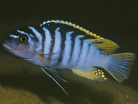 Фото Maylandia cyneusmarginata